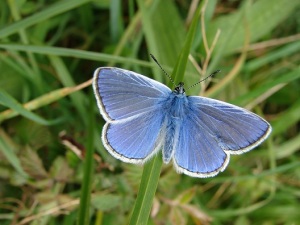 The Common Blue butterfuly
